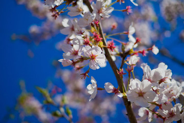 Sakura flower,  nature background, flower at japan