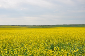 Fototapeta premium Canola Field