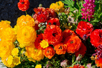 beautiful flower background