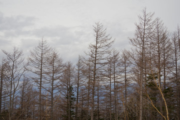 Fototapeta na wymiar landscape, big tree in the forest, leaf background