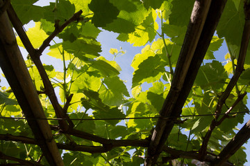 Growing and Harvesting grapes bocca di magra liguria Italy