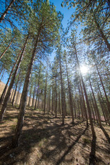 Pine forests around the town of Morella