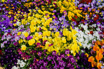 beautiful flower background