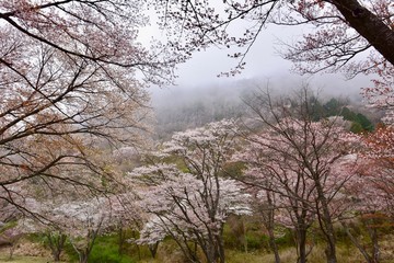 Obraz premium 日本の奈良の満開の桜