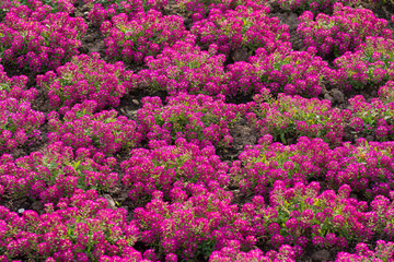 Obraz premium beautiful flower background