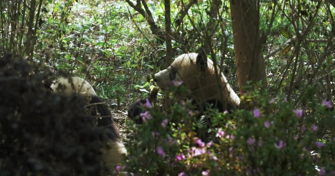 Seeing through dense grove, a gorgeous Chinese garden, two cute little baby panadas enjoying delicious bamboo under trees in the sunshine.