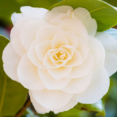 A single white Camellia japonica flower with pink blush