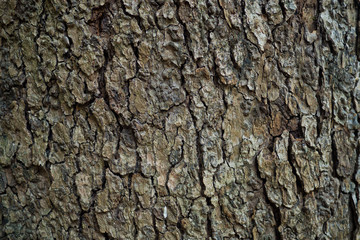 wood background texture, abstract,