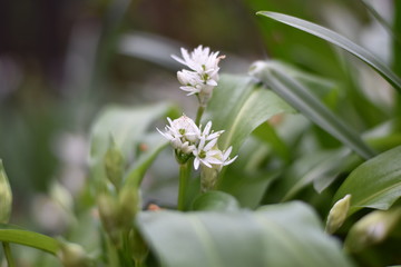 Blühender Bärlauch (Allium ursinum)