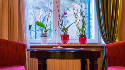 window with curtains and flowers and red sofa