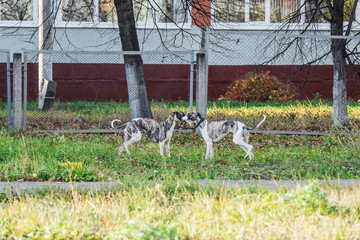 Whippet dogs play in park