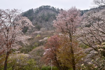 日本の奈良の満開の桜