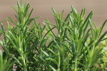 Hintergrund von den ersten frischen Gartenkräutern im Sommer - Detailaufnahme von Rosmarin