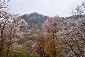 日本の奈良の満開の桜