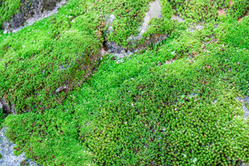 Moss on the rock