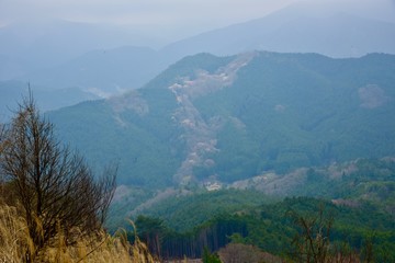 日本の奈良の満開の桜