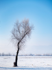 birch tree in a cold winter landscape with snow and frost