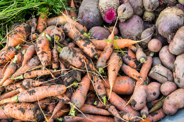 Fresh vegetables from garden: carrots, red beet and green parsley. The autumn harvest.