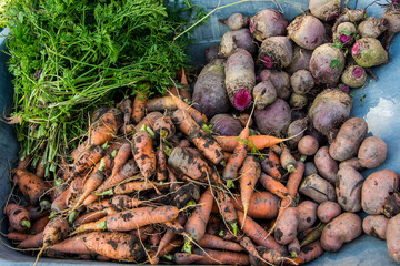 Fresh vegetables from garden: carrots, red beet and green parsley. The autumn harvest.
