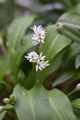 Blühender Bärlauch (Allium ursinum)
