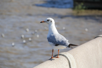 Seagull standing on a concrete pier