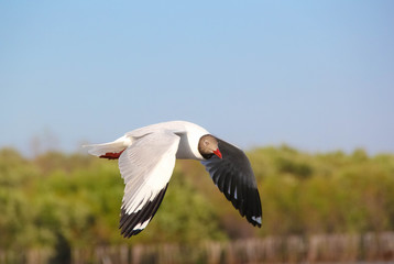  Seagull bird in flight