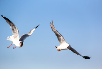 Seagull flying in the blue sky