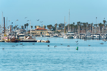 Santa Barbara Harbor. Sand Beach, Boats and Pelicans