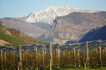 landscape of mountains with folded nets on the orchards in Southern France