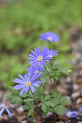 Fototapeta premium Anemone Blue Shades (Anemone blanda) Balkan-Windröschen