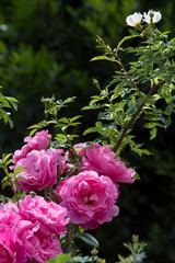 Perfect Pink Roses in the sun