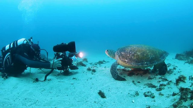 An underwater cameraman filming a resting sea turtle for a documentary series