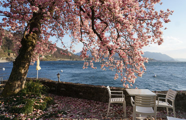 bright pink magnolia in bloom by the shore of lake Maggiore, Ticino, Switzerland