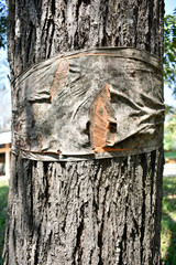 The tree is tied with the yellow dress of the monks, as a tree conservation ceremony.