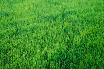 Scene of green rice field pattern