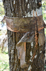 The tree is tied with the yellow dress of the monks, as a tree conservation ceremony.