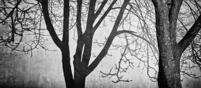 shadows fall from the trees in the dark