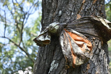 The tree is tied with the yellow dress of the monks, as a tree conservation ceremony.