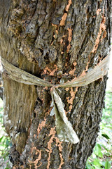 The tree is tied with the yellow dress of the monks, as a tree conservation ceremony.