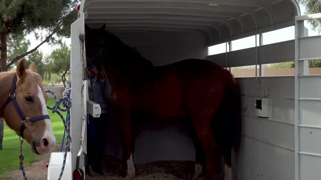Backing a horse out of a trailer