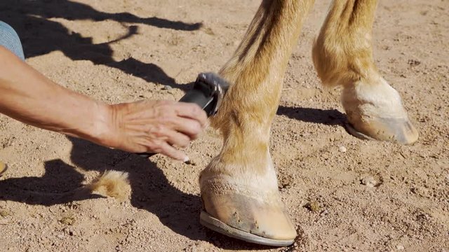 Trimming Excess Hair From A Horse's Fetlock In Preparation Of A Horse Show.