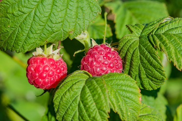 Ripe red raspberries on a branch with green leaves, illuminated by the sun,  summer landscape