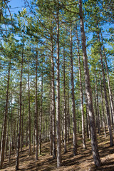 Pine forests around the town of Morella