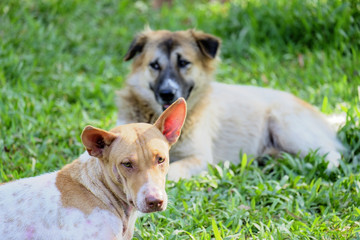Thai breed brown-white dog
