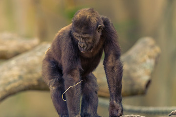 Adolescent Gorilla sitting in the sunshine.
