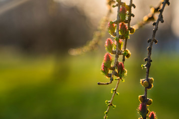Ovulate cones of larch tree in springtime against setting sun