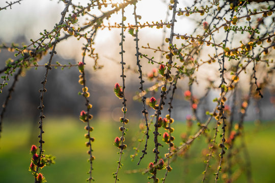 Blooming larch tree branches in the park against sunset light background