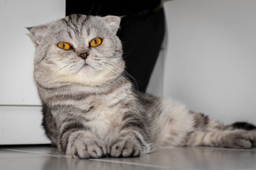 Scottish fold cat that crouched on the floor.