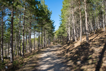 Pine forests around the town of Morella