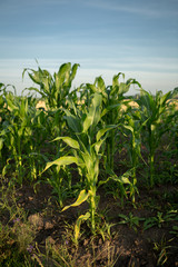 Green field of sweet corn